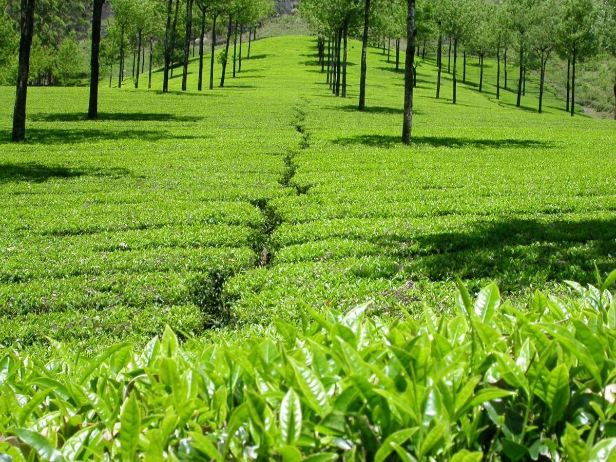 Ferienwohnung Mistica Munnar Anachal Exterior foto