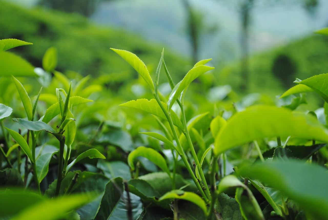 Ferienwohnung Mistica Munnar Anachal Exterior foto