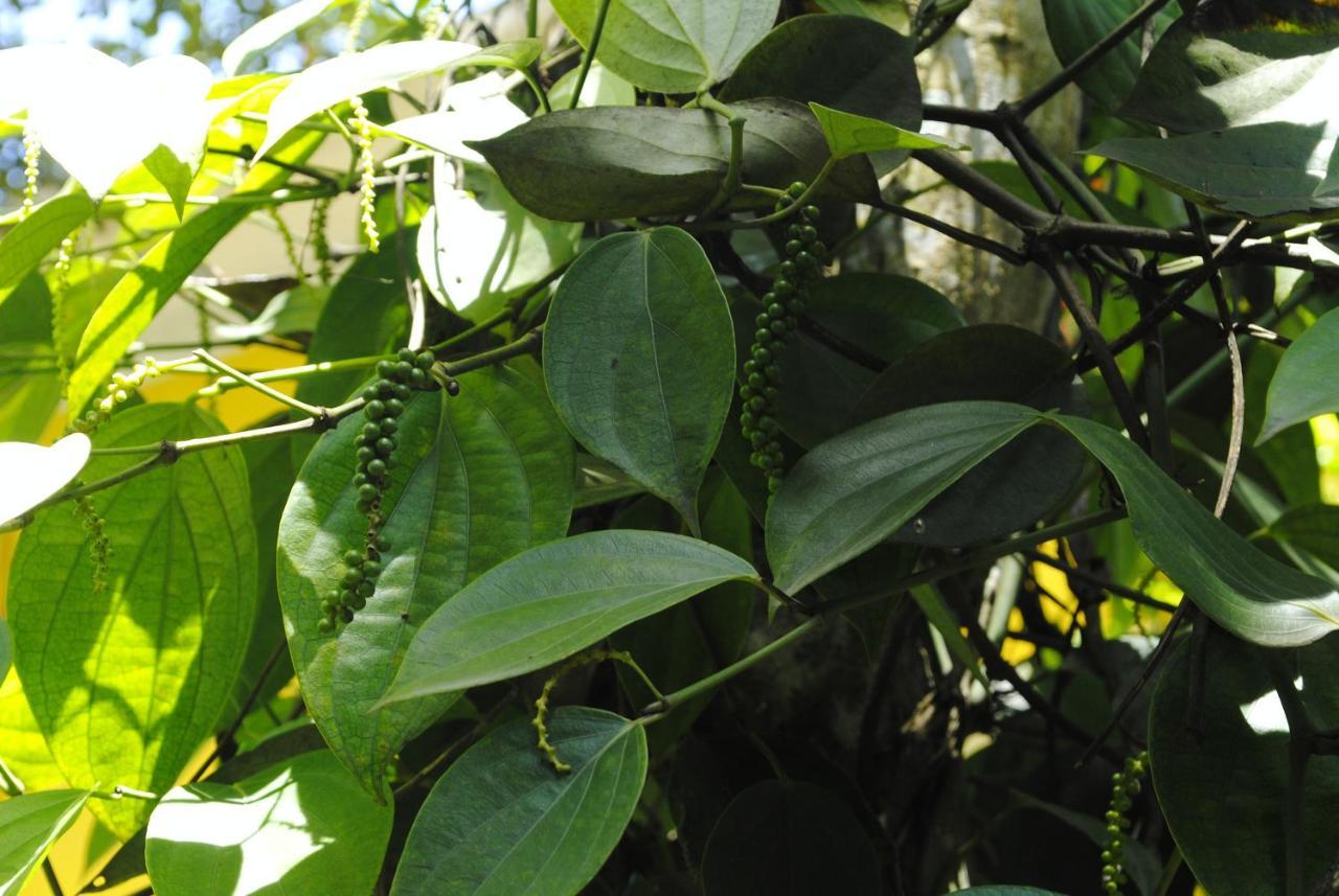 Ferienwohnung Mistica Munnar Anachal Exterior foto